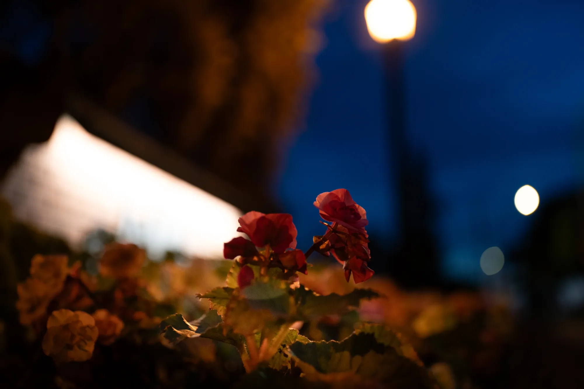 Santonio Peterson — photographer & videographer work