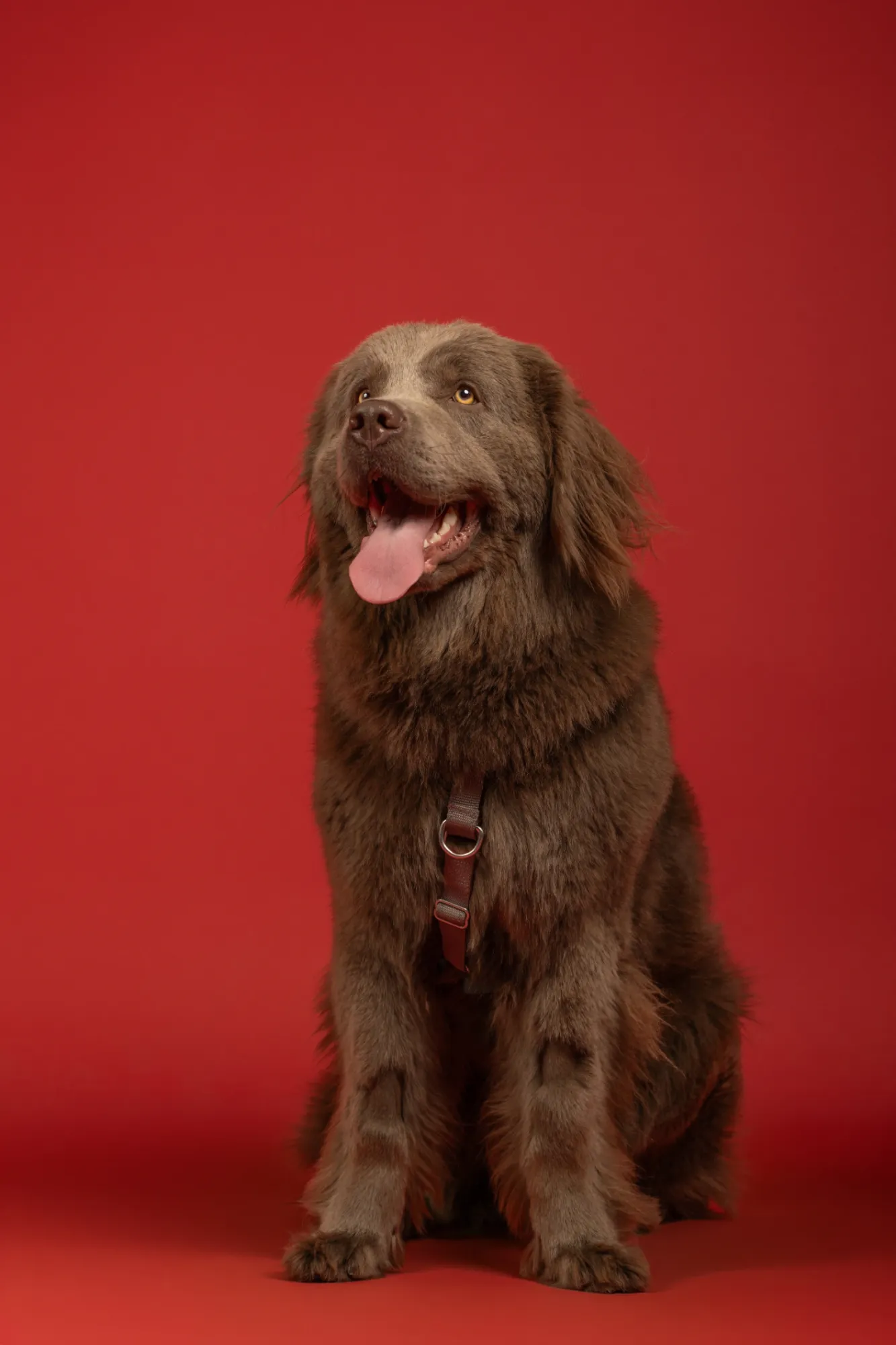Patrick Walter — Animals photographer & videographer work