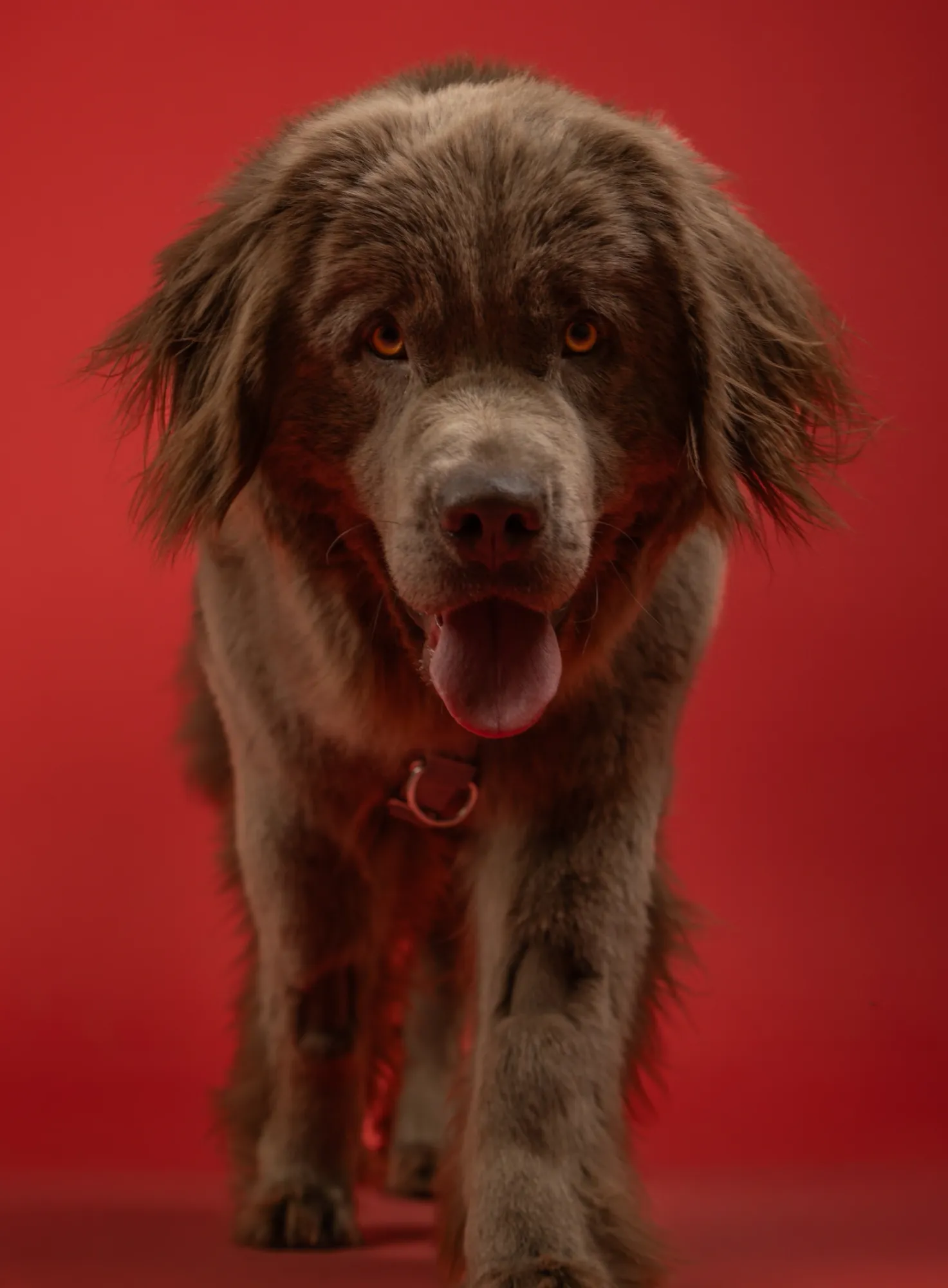 Patrick Walter — Animals photographer & videographer work